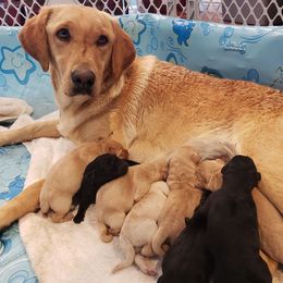 Labrador Retriever Puppies from Queens Creek Labrador Ranch