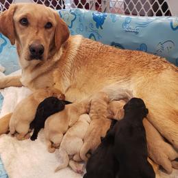 Labrador Retriever Puppies from Queens Creek Labrador Ranch