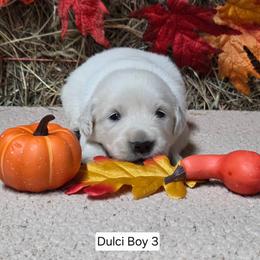 Dulci boy 3 - Light golden male Golden Retriever puppy in Niles, Michigan from Composer Goldens