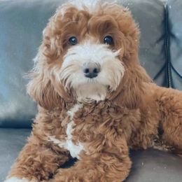 Dolly - Goldendoodle