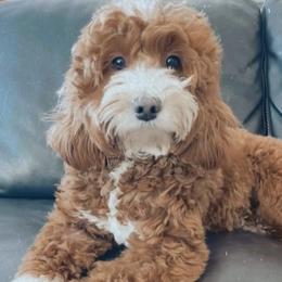 Dolly - Goldendoodle