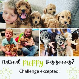 Cockapoo Puppies from Greenview Puppies