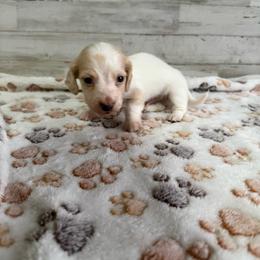 Remy - Piebald male Dachshund puppy in Merced, California from JBDKennel