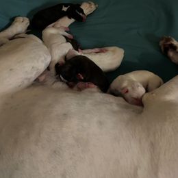 Scarlett - White female Boxer puppy in Kennewick, Washington from East River Boxers