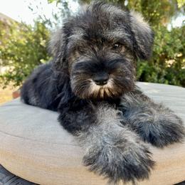 Giant Schnauzer and Miniature Schnauzer Puppies from My Angel Schnauzers
