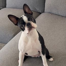 Lilo - Boston Terrier
