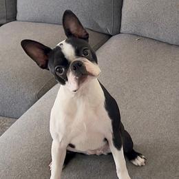 Lilo - Boston Terrier