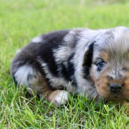 Remi - Blue merle female Miniature Australian Shepherd puppy in Paris, Texas from Kuttin’ Up Mini Aussies