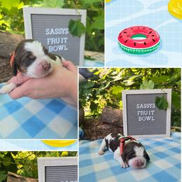 Girl 3 Coconut - Liver white and tan female English Springer Spaniel puppy in Saginaw, Michigan from Kemerer Springers