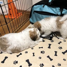 Coton de Tulear Puppies from Aloha Cotons