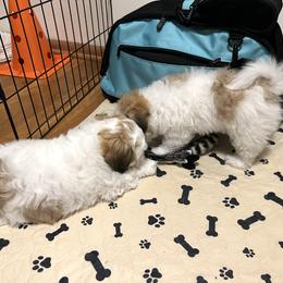 Coton de Tulear Puppies from Aloha Cotons