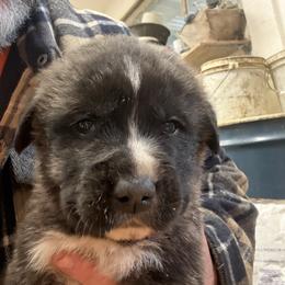 Boy 4 - Apricot male Mastiff puppy in Port Townsend, Washington from Pam’s Perfect Pugs & MasPyrs