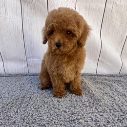 Prosper (AKC) - Red  male Poodle puppy in Riverside, California from Red Toy Poodle World