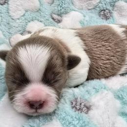 Parti Boy - Gold and white male Shih Tzu puppy in Oakville, Washington from Garrard Creek Shih Tzus