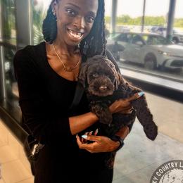 Lucky Country Beaux - Chocolate male Australian Labradoodle puppy in Wake Forest, North Carolina from Lucky Country Labradoodles
