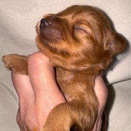 Red male - no white - Wheaten male Miniature Schnauzer puppy in Pflugerville, Texas from K&K Precious Tx schnauzers