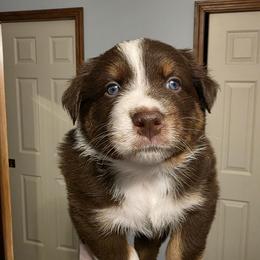 Blaze - Red tri-color male Australian Shepherd puppy in Oak Ridge, Missouri from Myers Farm Aussies