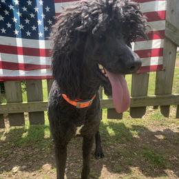 Friday - Poodle