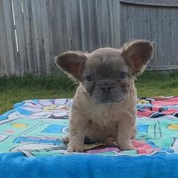 Tiny - Blue fawn female French Bulldog puppy in Conroe, Texas from Goglobalfrenchies_