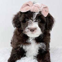 Mae - female Golden Mountain Doodle puppy in Fleming, Colorado from Vandenbark Doodles