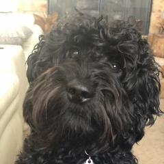 Ozzy  - Australian Cobberdog