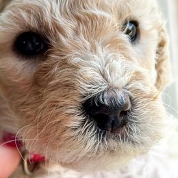 Poodle Puppies from Cheerful Poodles