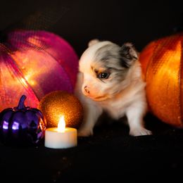 Chihuahua Puppies from Arizona Adventure Chihuahuas