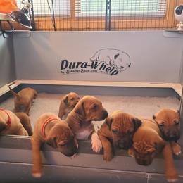 Rhodesian Ridgeback Puppies from Zenkosi Ridgebacks