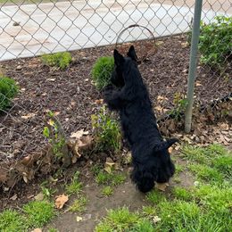 Scottish Terrier All Grown Up from Michi Ball