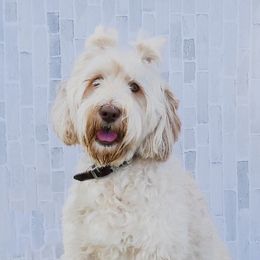 Australian Labradoodles from Tarheel Labradoodles
