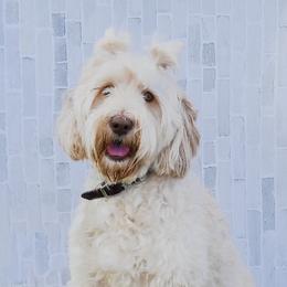 Australian Labradoodles from Tarheel Labradoodles