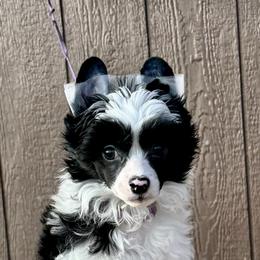 Shrimp - Black and white male Chinese Crested puppy in New Smyrna Beach, Florida from FronkLinn Kennel