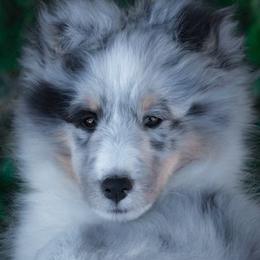 Shetland Sheepdog Puppies from Shirehill Shelties