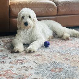 Wynter - Goldendoodle