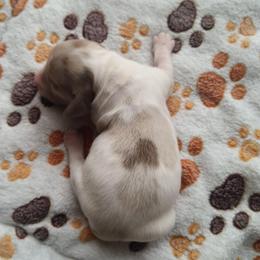 Nova - Piebald female Dachshund puppy in Marshall, Texas from Wilson's Kennels