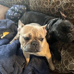 Piper - French Bulldog