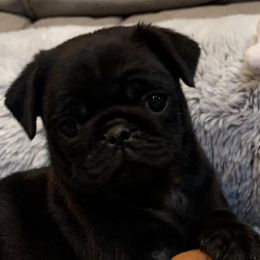 Pugs from Daigrepont Pugs