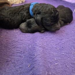 Blue - Blue male Bedlington Terrier puppy in Grand Junction, Colorado from Highview Bedlingtons