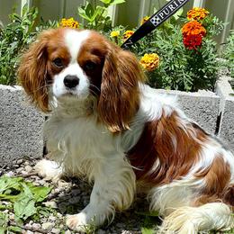 Cavalier King Charles Spaniels, Cavapoos, and Cockapoos from Hunter's Puppies