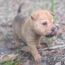 Oak - Fawn male Chinese Shar-Pei puppy in Lehigh Acres, Florida from Florida Wrinkles