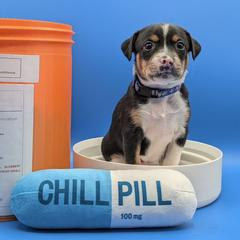 Inderal (Rally) - female Sporty Mix puppy in Burnsville, Minnesota from Puzzle Dogs