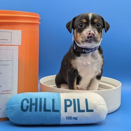 Inderal (Rally) - female Sporty Mix puppy in Burnsville, Minnesota from Puzzle Dogs