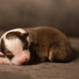 MANNY - Red tri-color male Australian Shepherd puppy in Cedar City, Utah from 10-BAR-Y RANCH