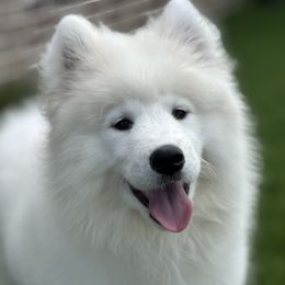 Ruby - White and biscuit female Samoyed puppy in Weatherford, Texas from Pure North Samoyeds