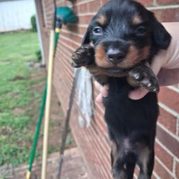 Raven - Black and tan male Dachshund puppy in Statesville, North Carolina from Dannie's Doxies
