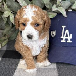 Teoscar - Black - Red male Cavapoo puppy in South Jordan, Utah from Simply Sweet Paws. LLC