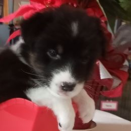 Ticket - Australian Shepherd puppy in Chino Valley, Arizona from Sundance Australian Shepherds