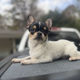 Pebbles - Black and white male Chihuahua puppy in Smyrna, Georgia from GeorgiasChihuahuas