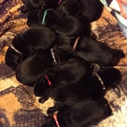Rottweiler Puppies from Gateway Rottweilers