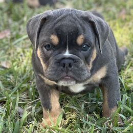 Sparkle - Olde English Bulldogge puppy in New Smyrna Beach, Florida from Boomers Bullies